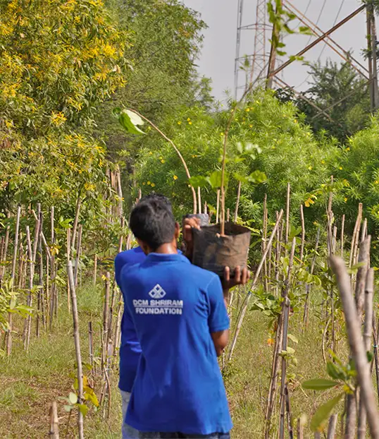 Tree plantation